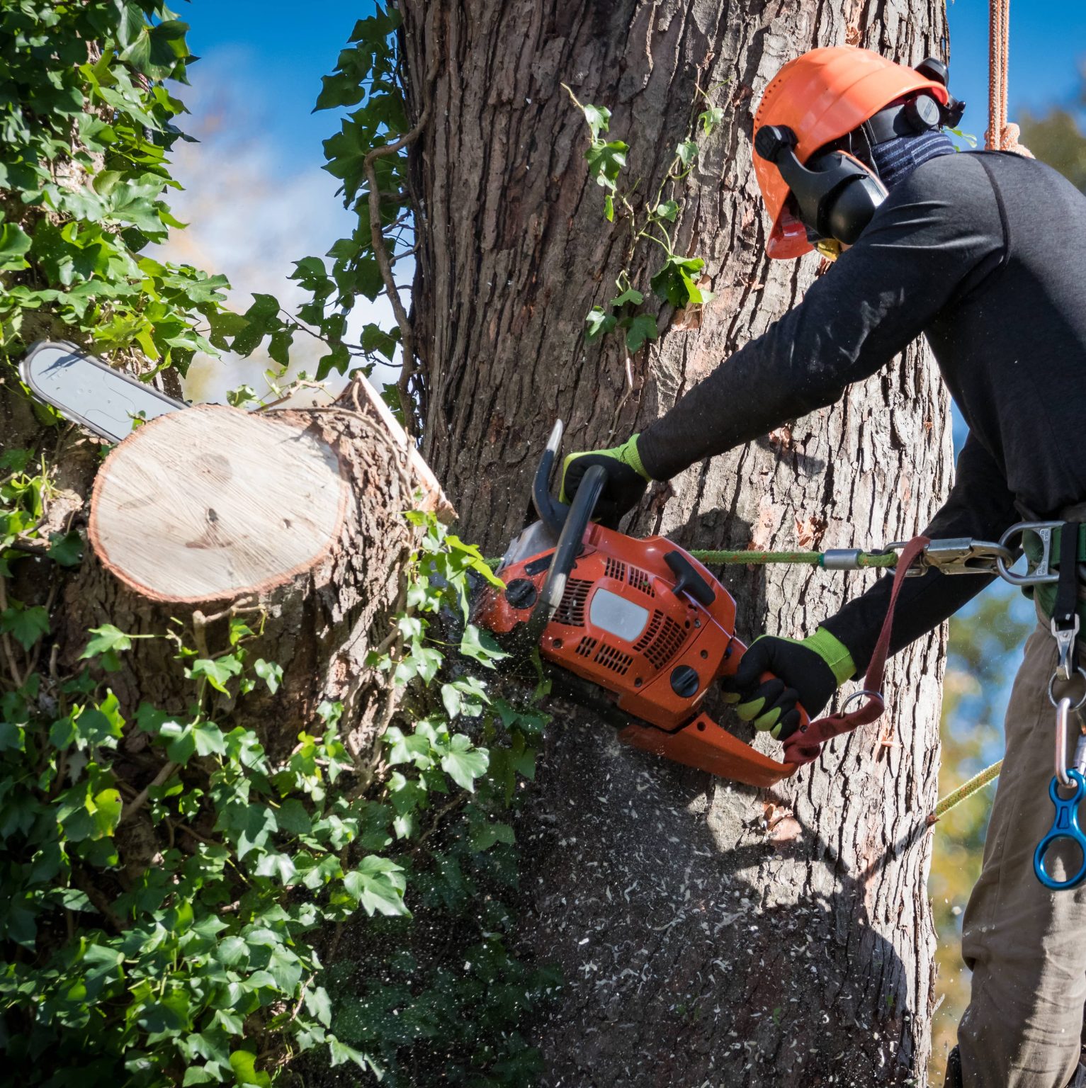 Élagage et abattage d'arbres professionnel par Renoday en Brabant wallon